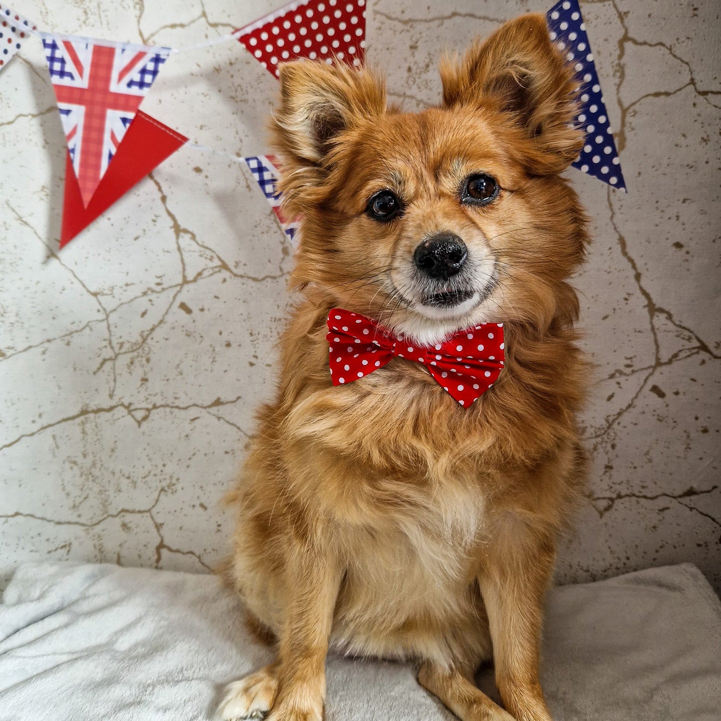 Bow Tie - Red Polka Dot
