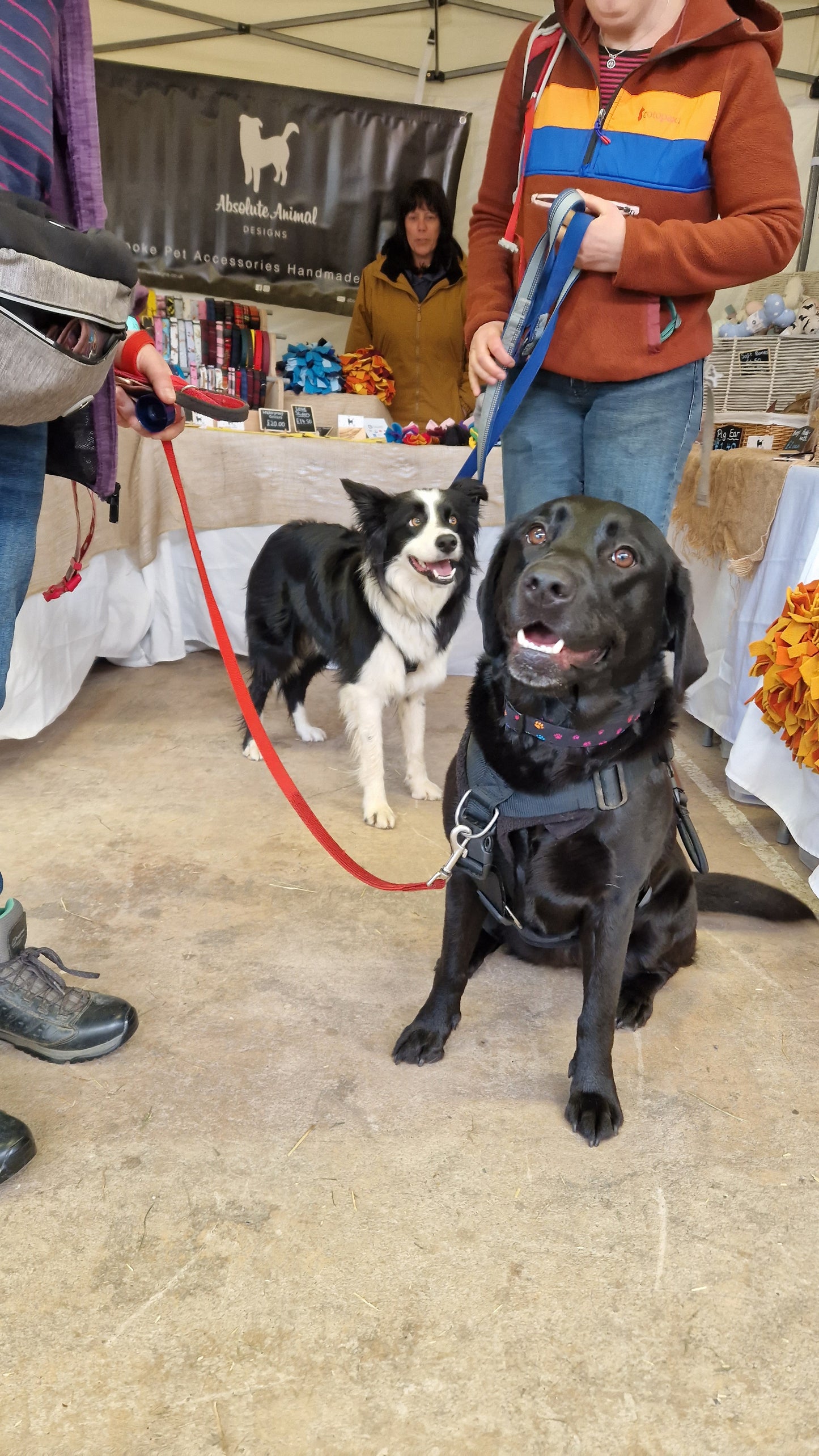 Collar - Colourful Pawprints