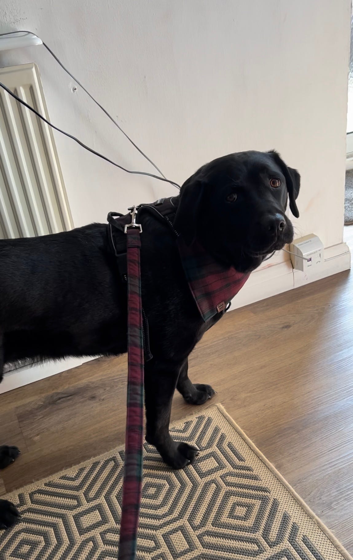 Bandana - Berry Green Tartan