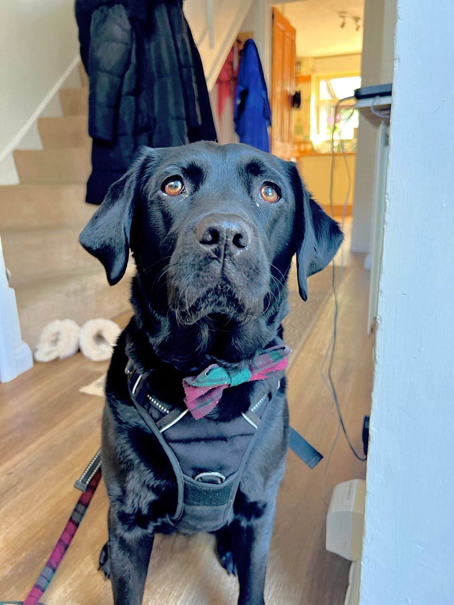 Bow Tie - Berry Green Tartan