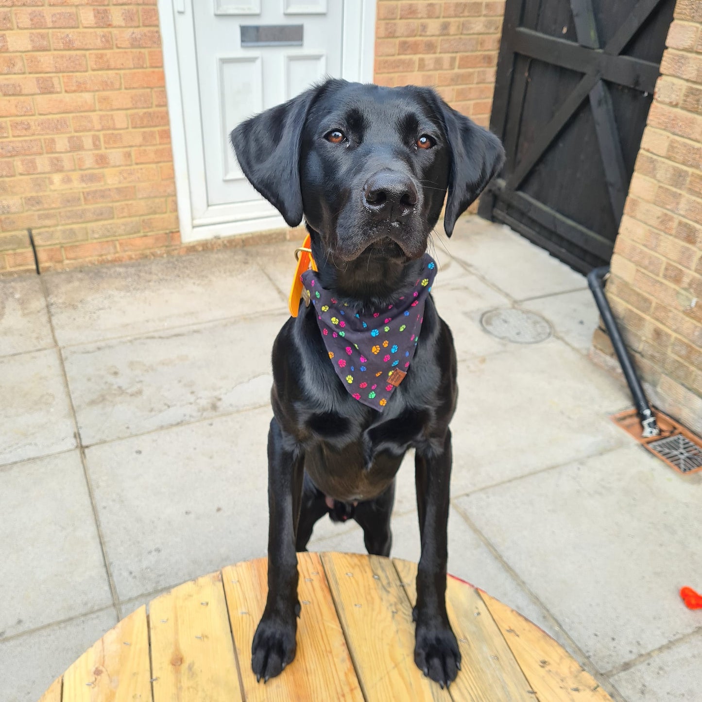 Bandana - Colourful Pawprints