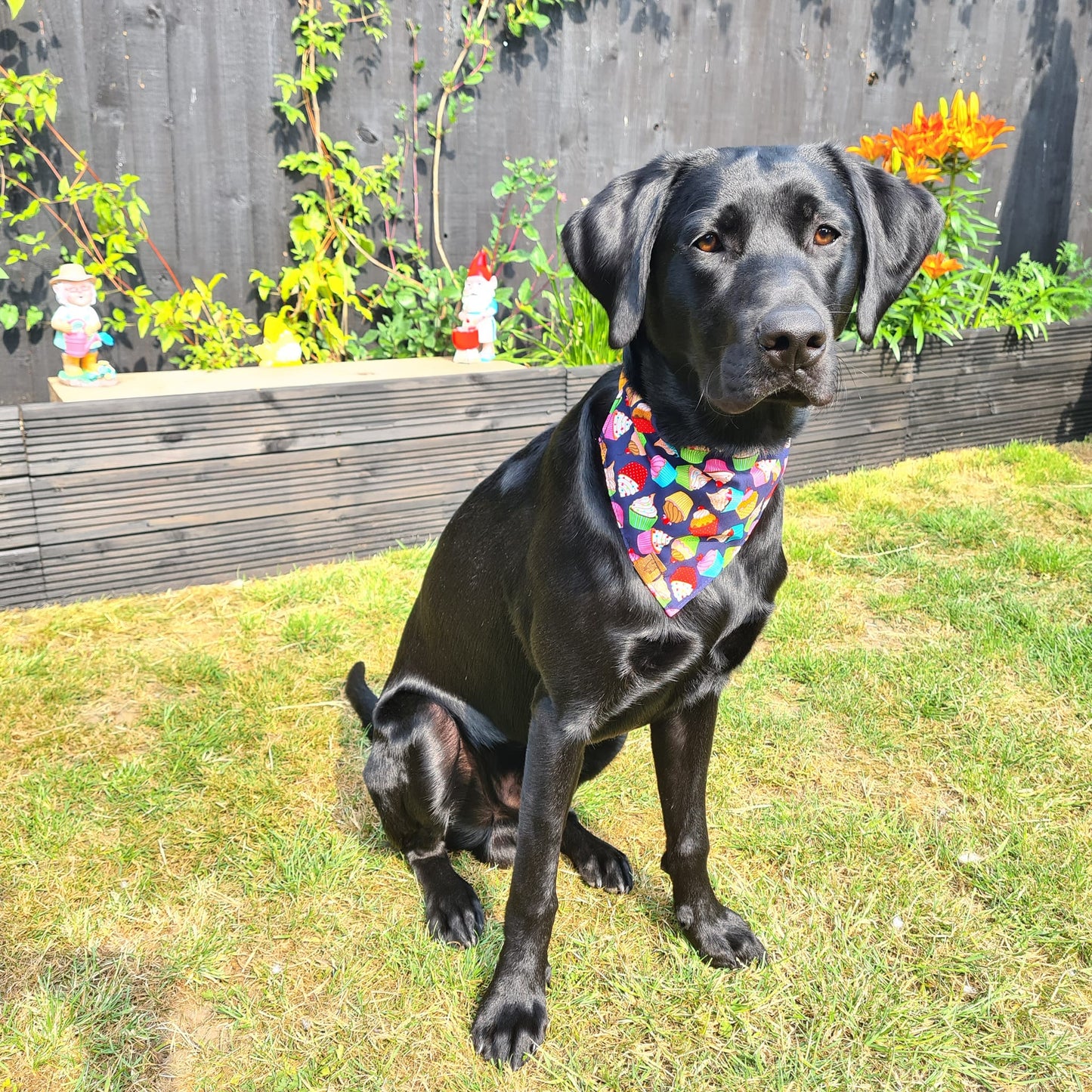Bandana - Barkday