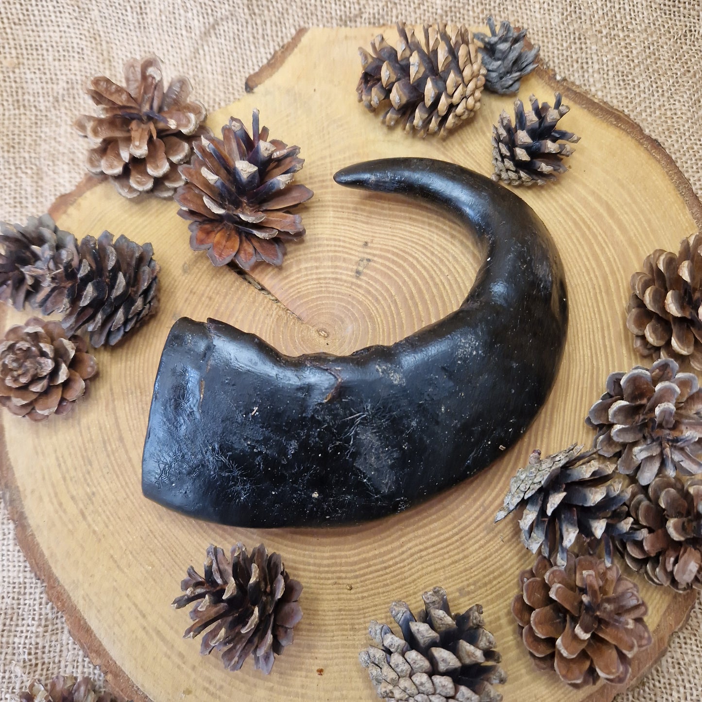 Natural Treat - Buffalo Horn