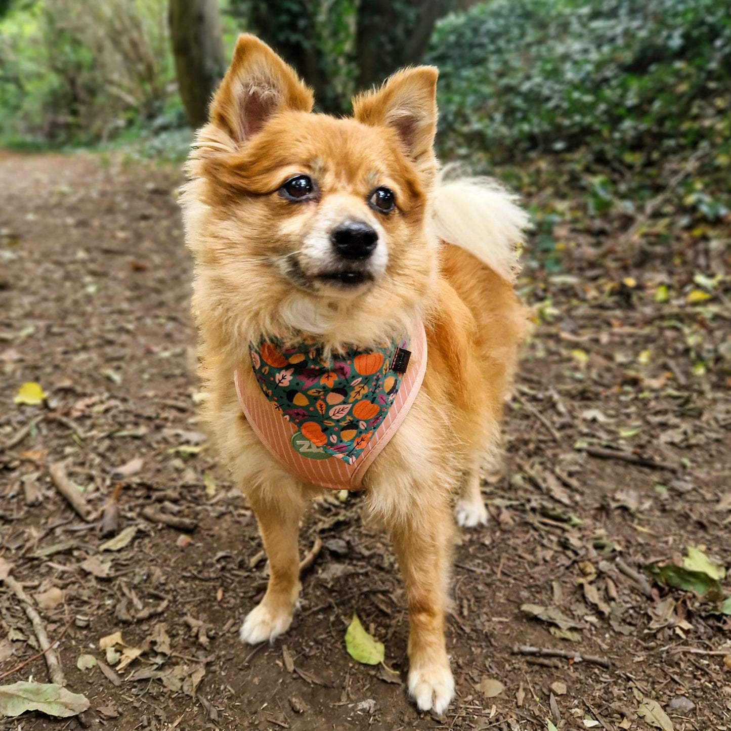 Bandana - Pumpkin Patch