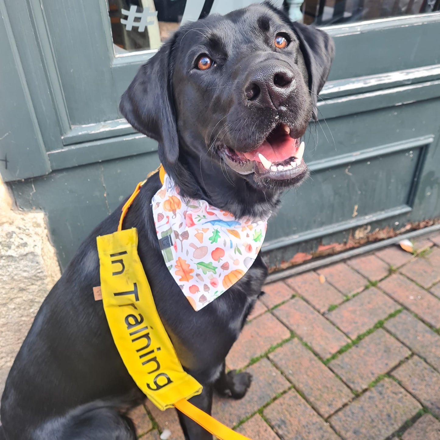 Bandana - Winter Welly Walks