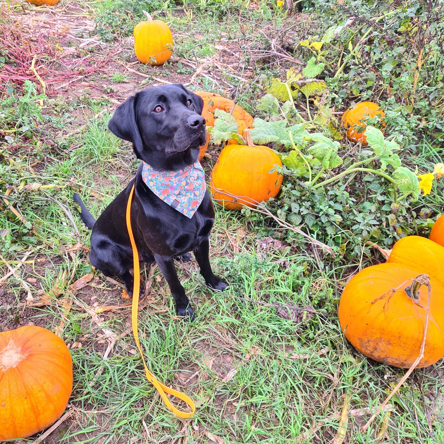 Bandana - Pumpkin Patch