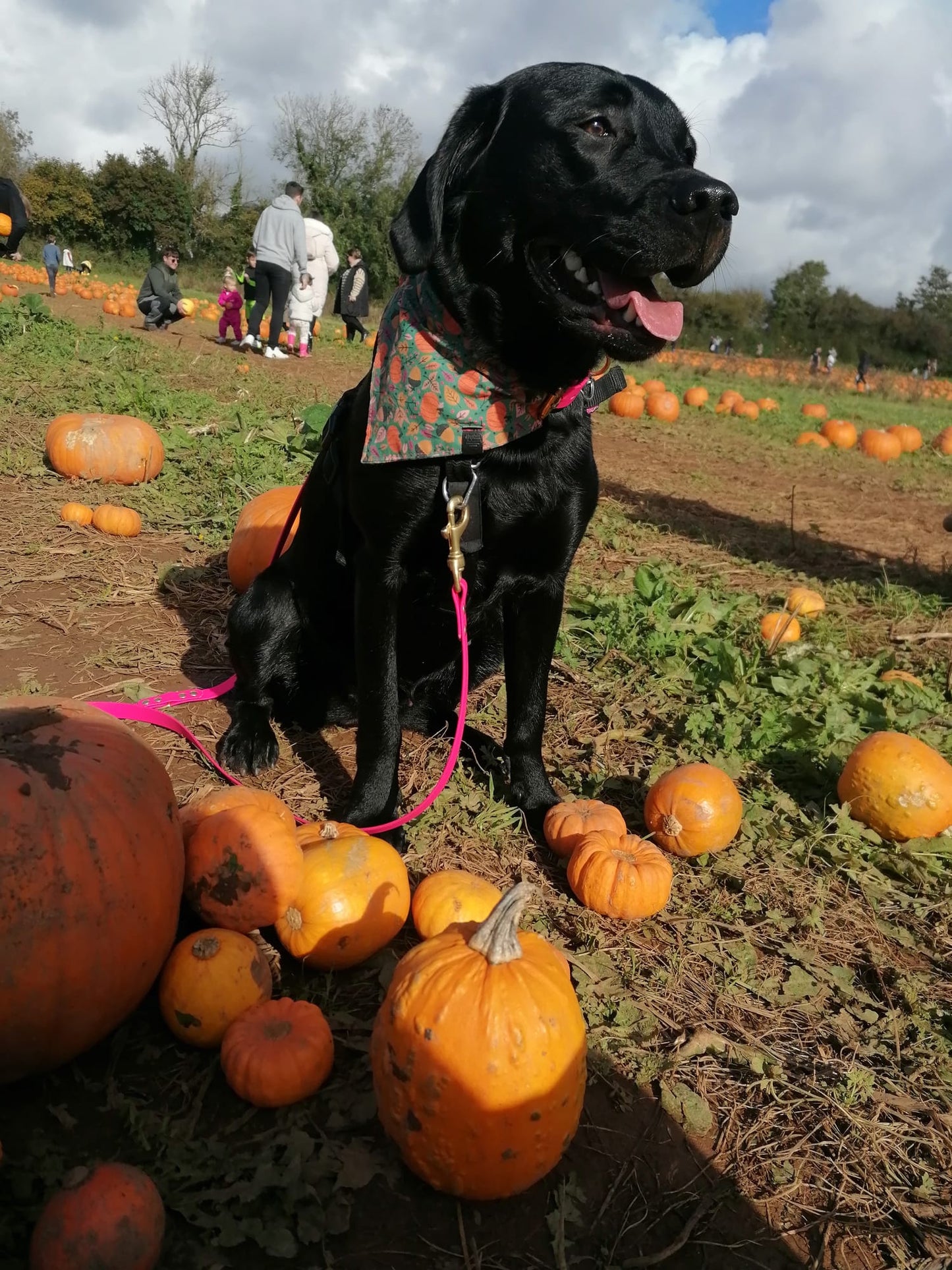 Bandana - Pumpkin Patch