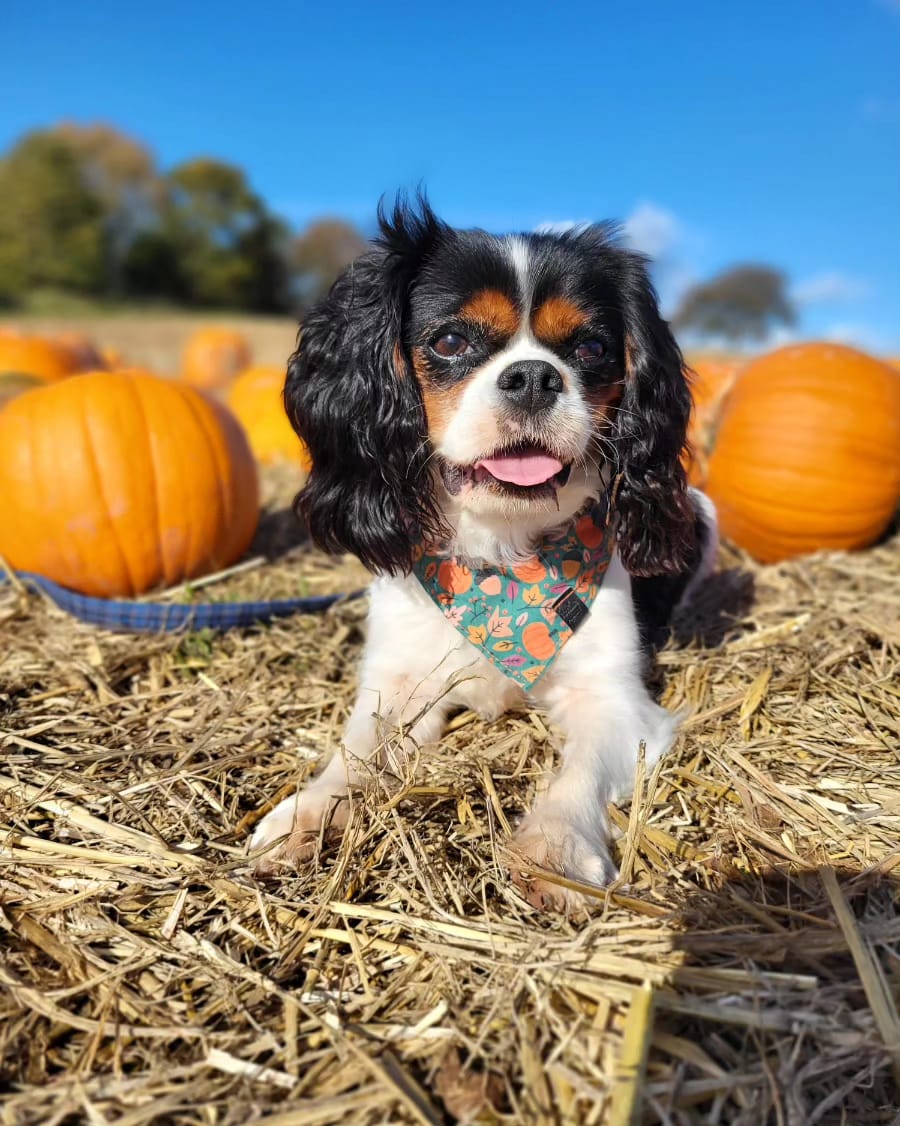 Bandana - Pumpkin Patch