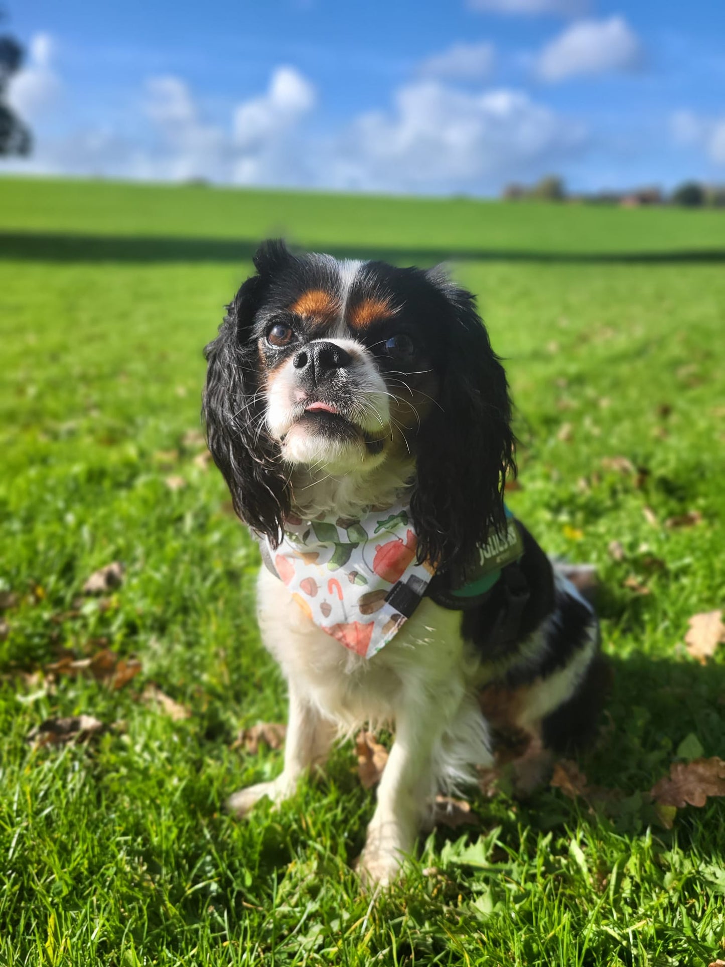 Bandana - Winter Welly Walks