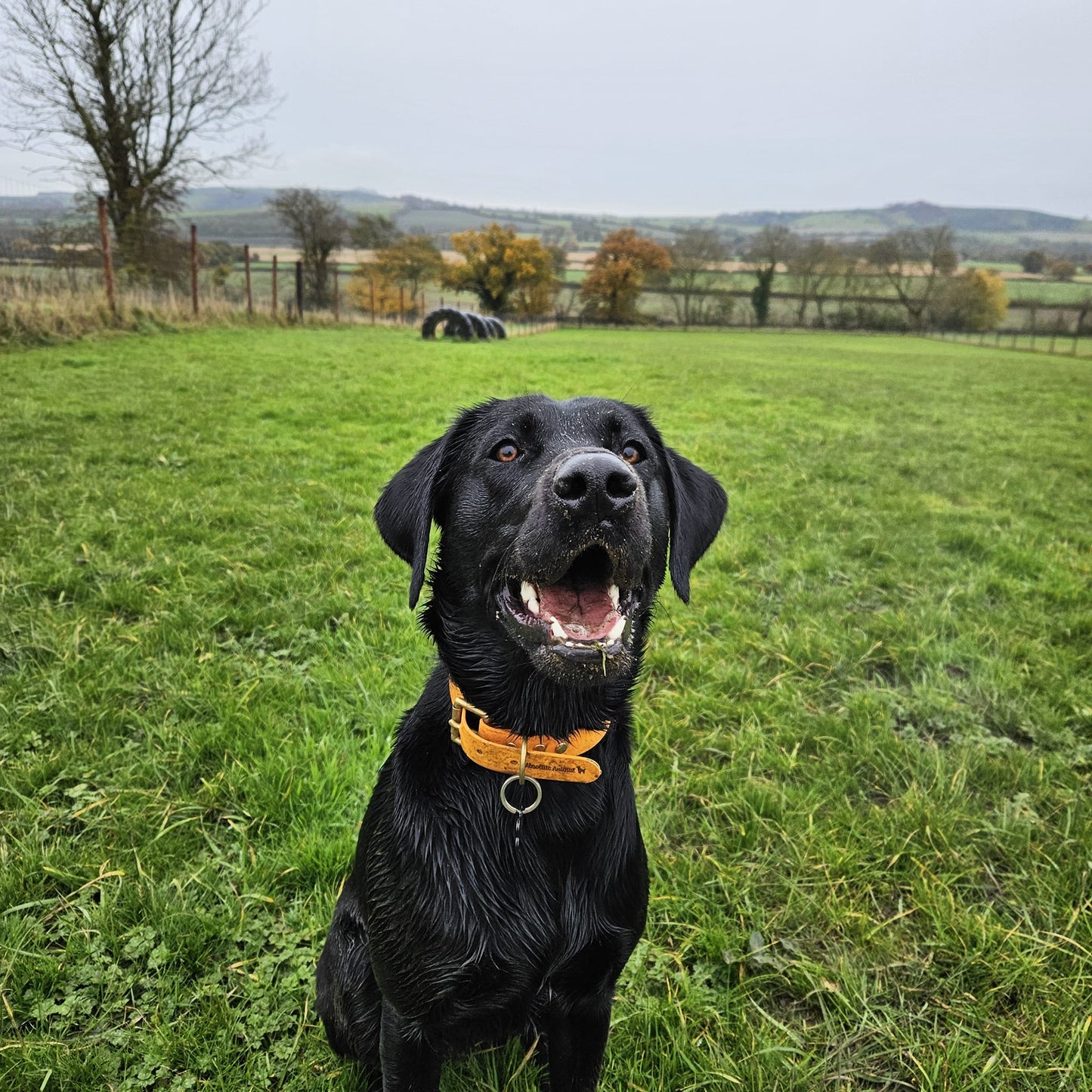 Waterproof Collar - Orange Biothane®