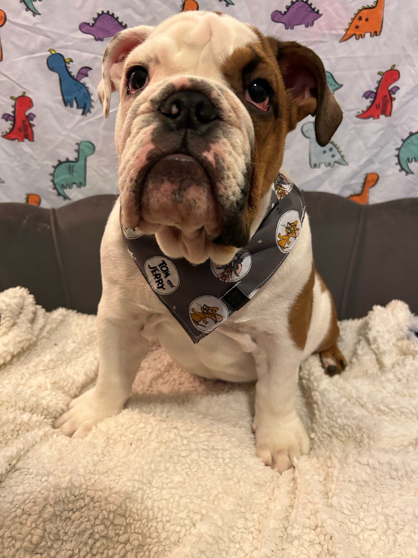 Bandana - Tom & Jerry