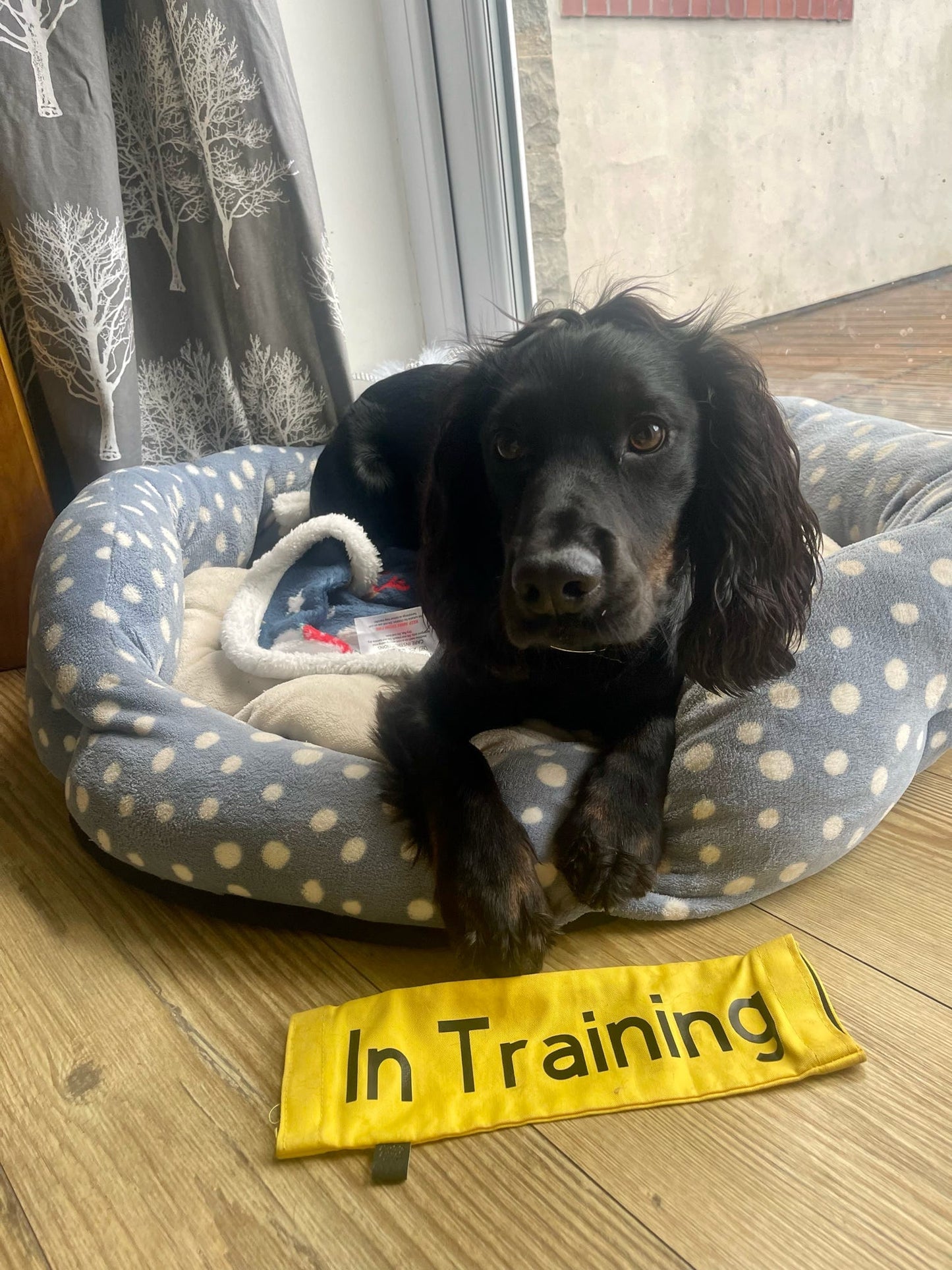 Awareness Dog Lead Sliders