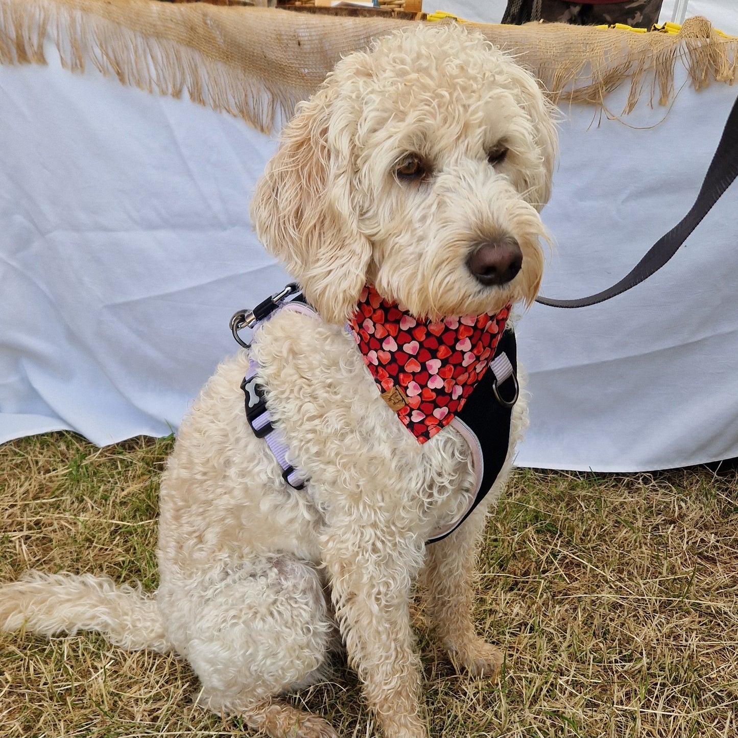 Bandana - Love Hearts