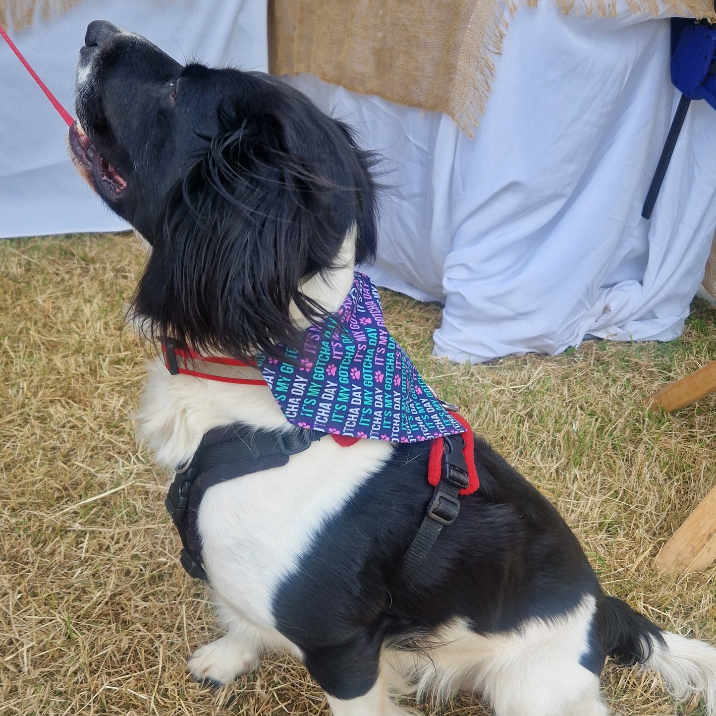 Bandana - Gotcha Day