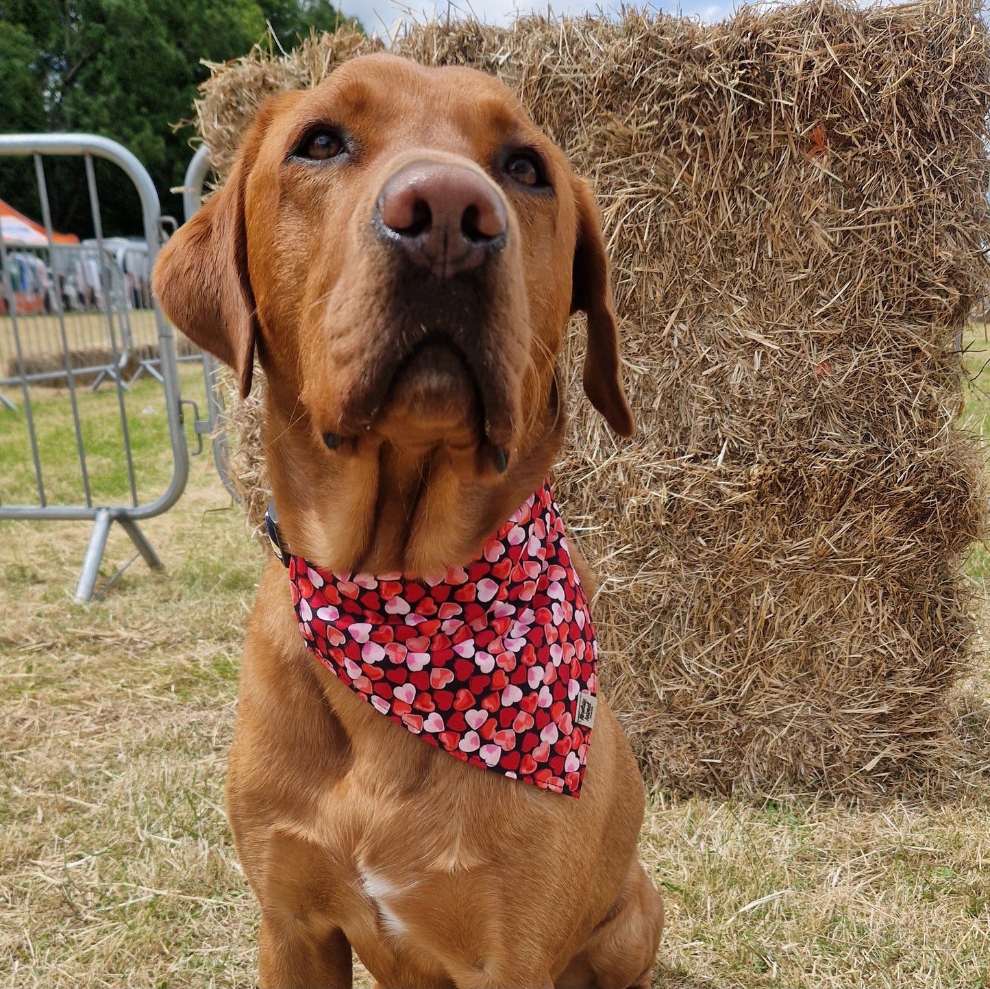 Bandana - Love Hearts