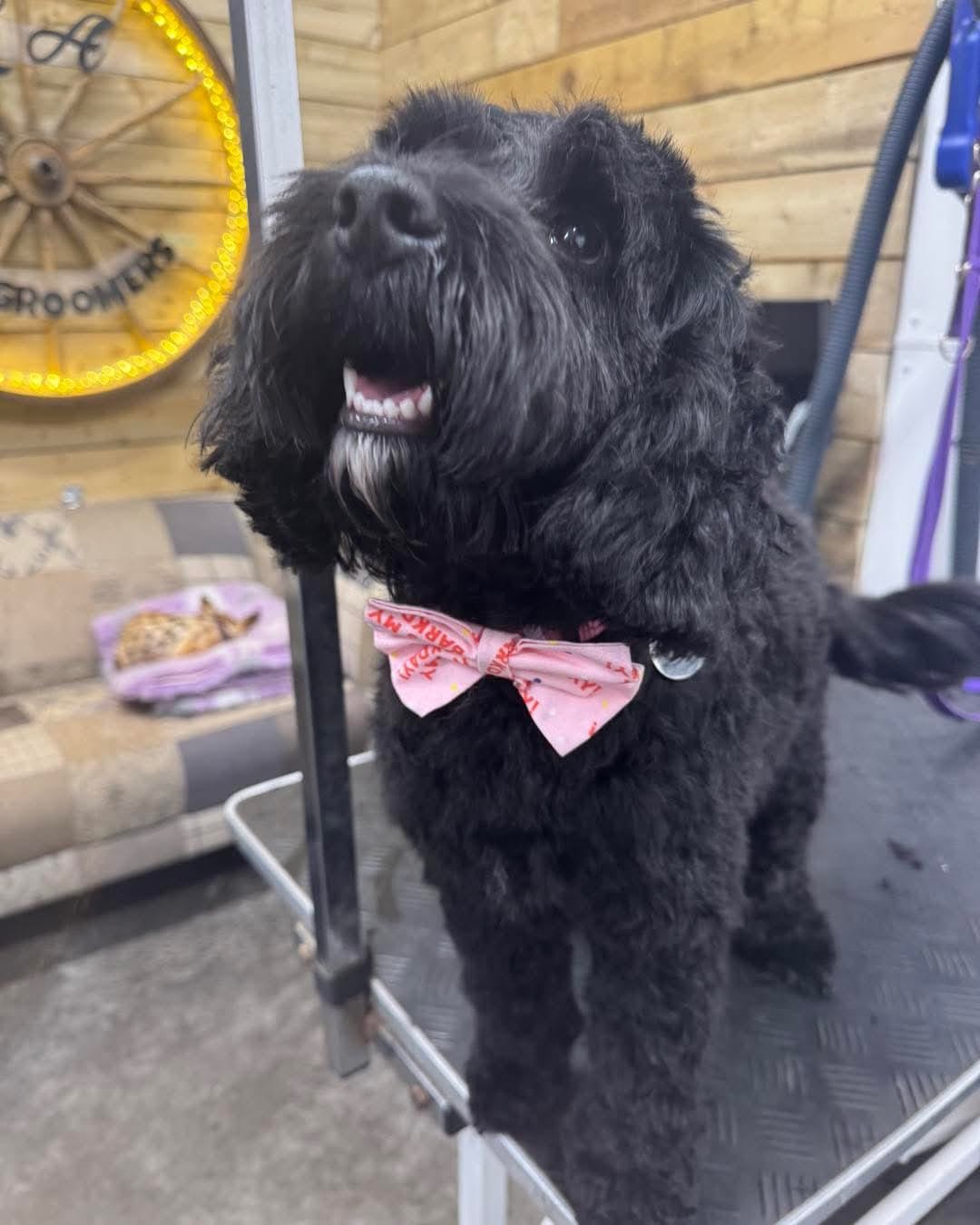 Bow Tie - It's my Barkday