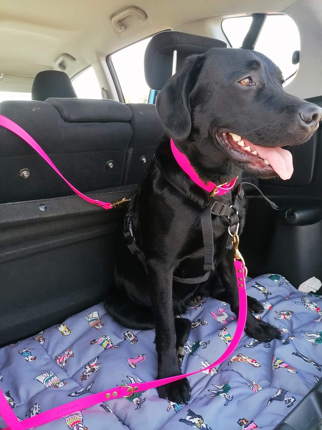 Adjustable Waterproof Lead - Fuchsia Biothane®