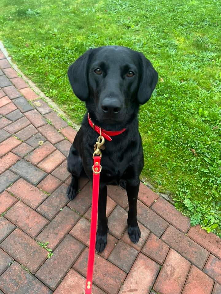 Adjustable Waterproof Lead - Red Biothane®