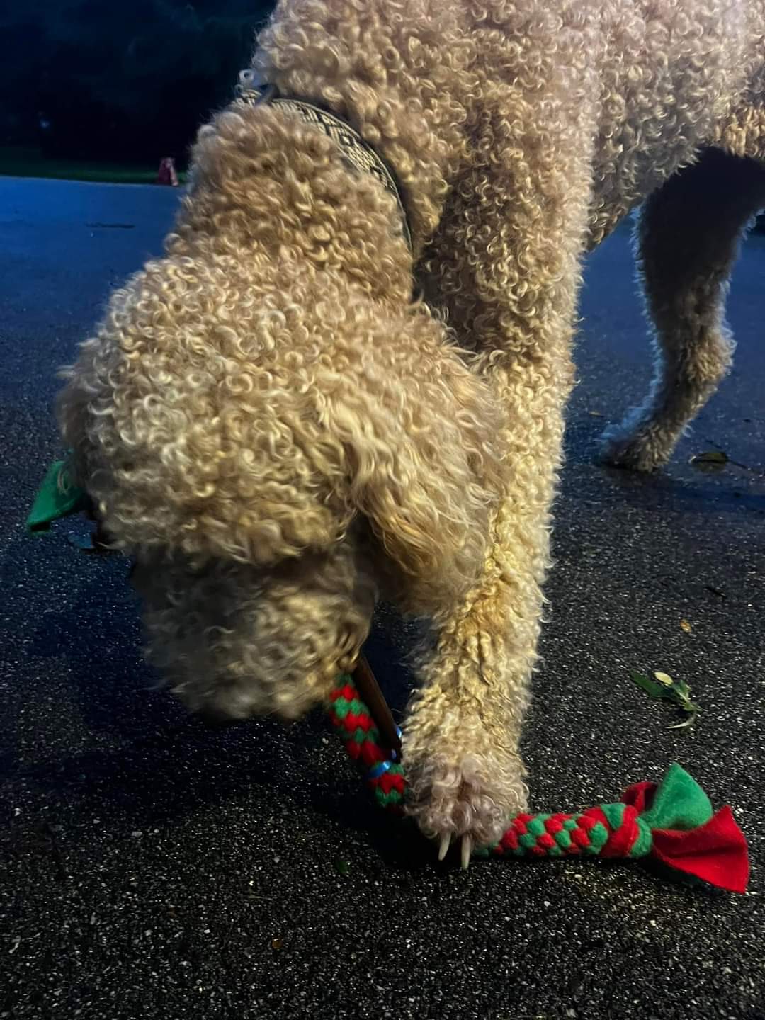 Tug Toy - Medium