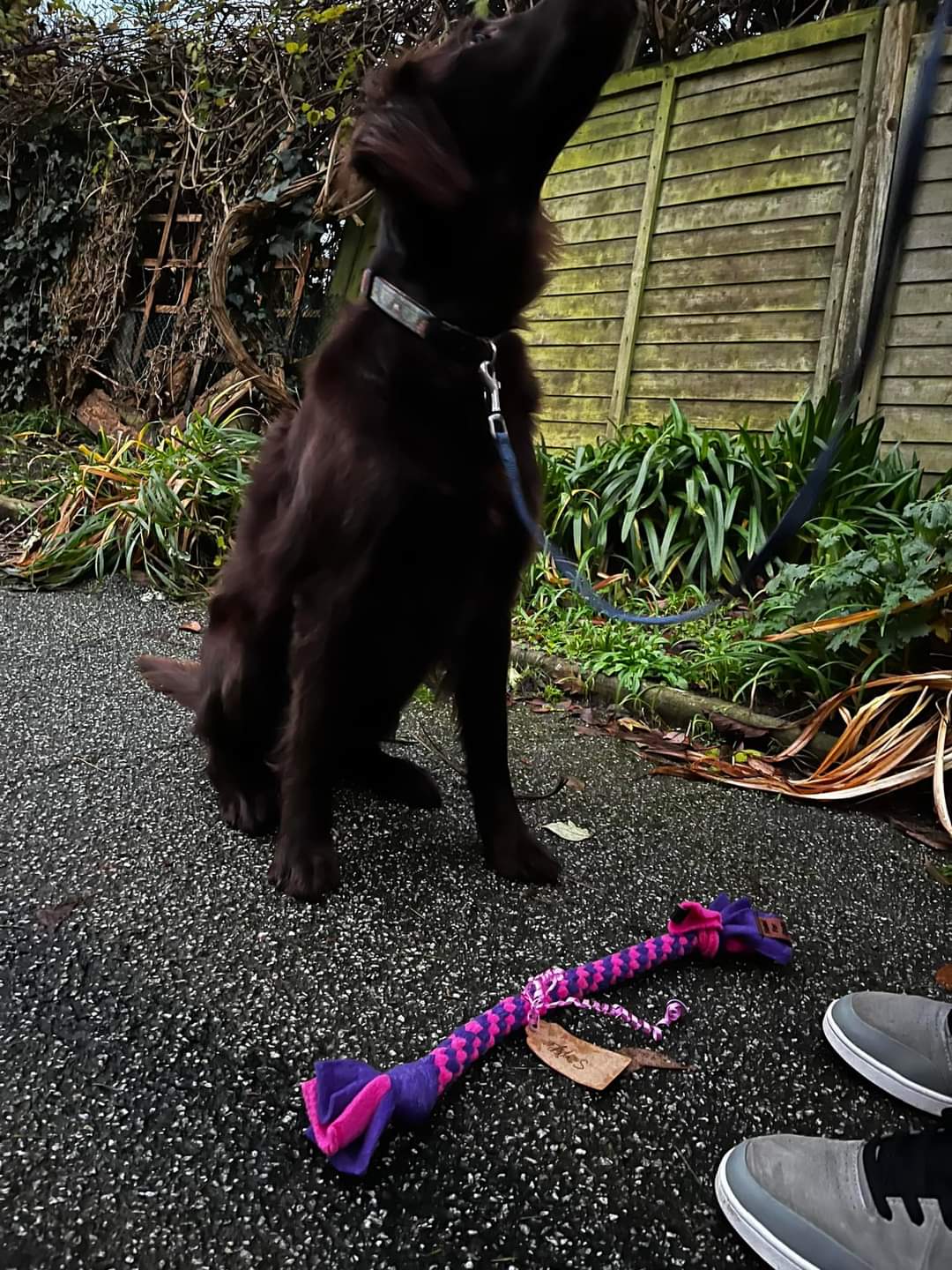 Tug Toy - Medium