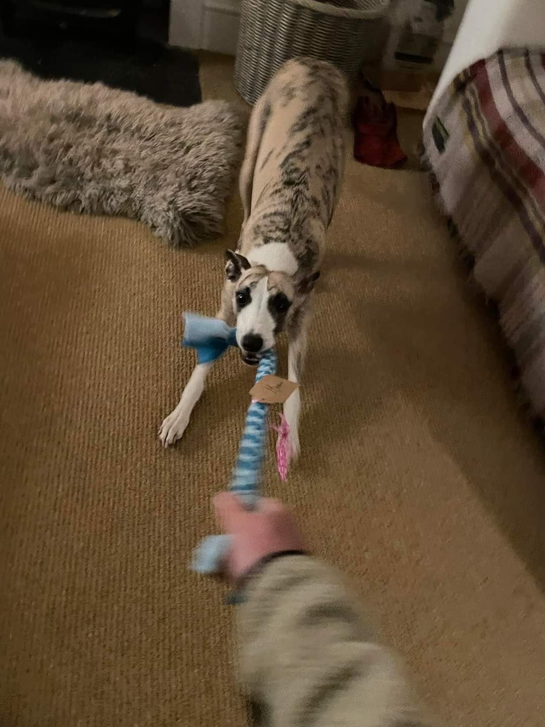 Tug Toy - Medium