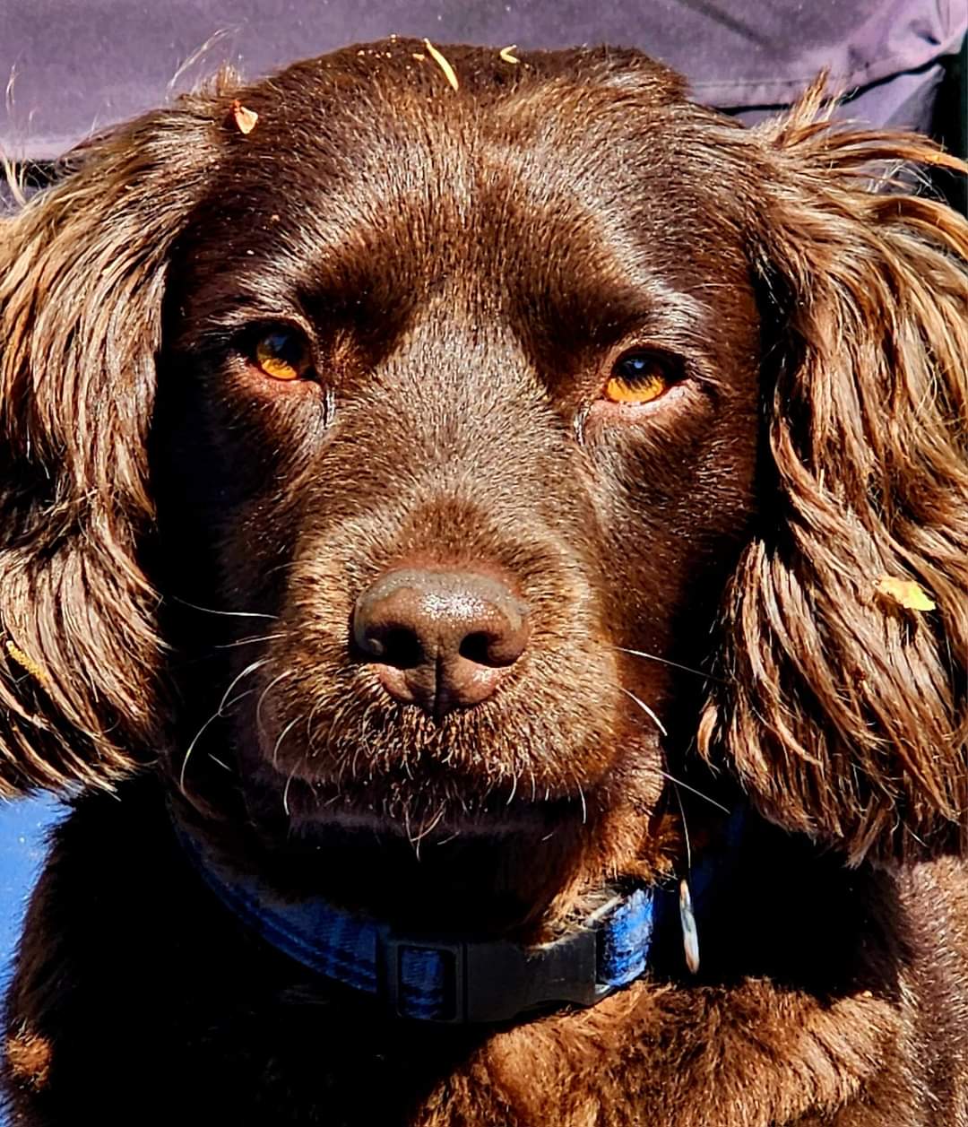 Collar - Blue Tartan