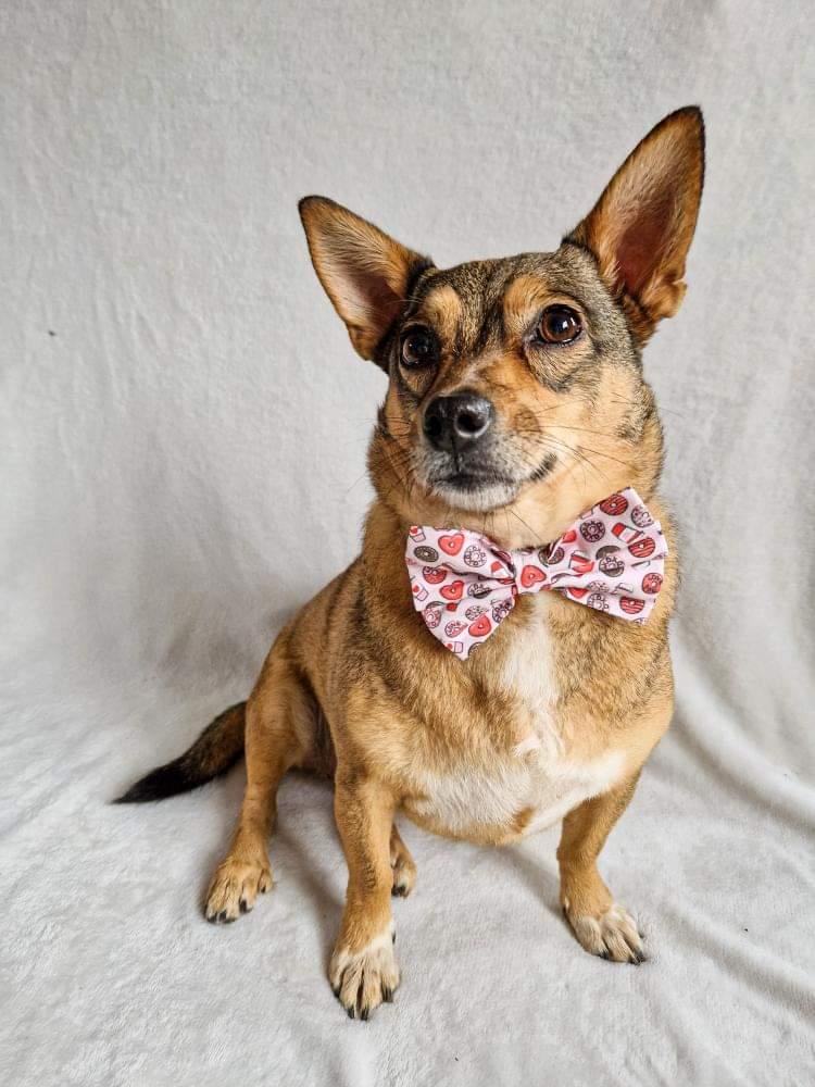 Valentines Bow Tie - Coffee & Donuts