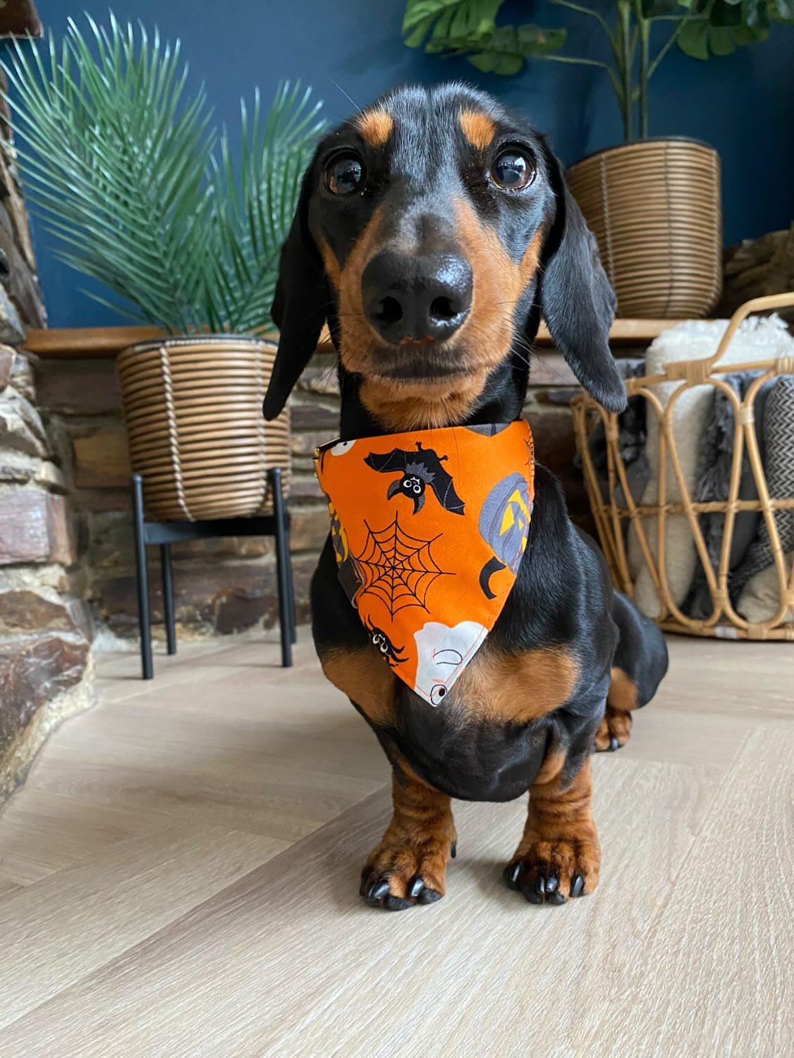 Halloween Bandana - Ghostbusters