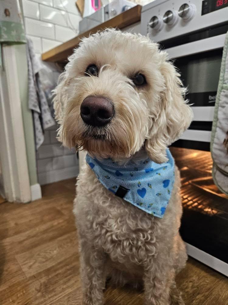 Bandana - Blue Hearts