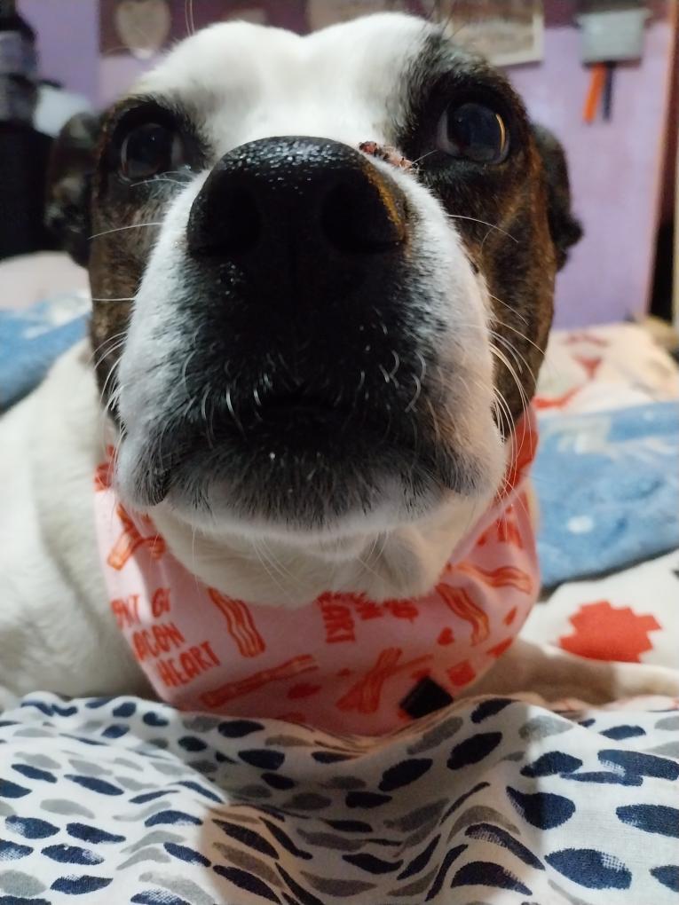 Bandana - Don't Go Bacon