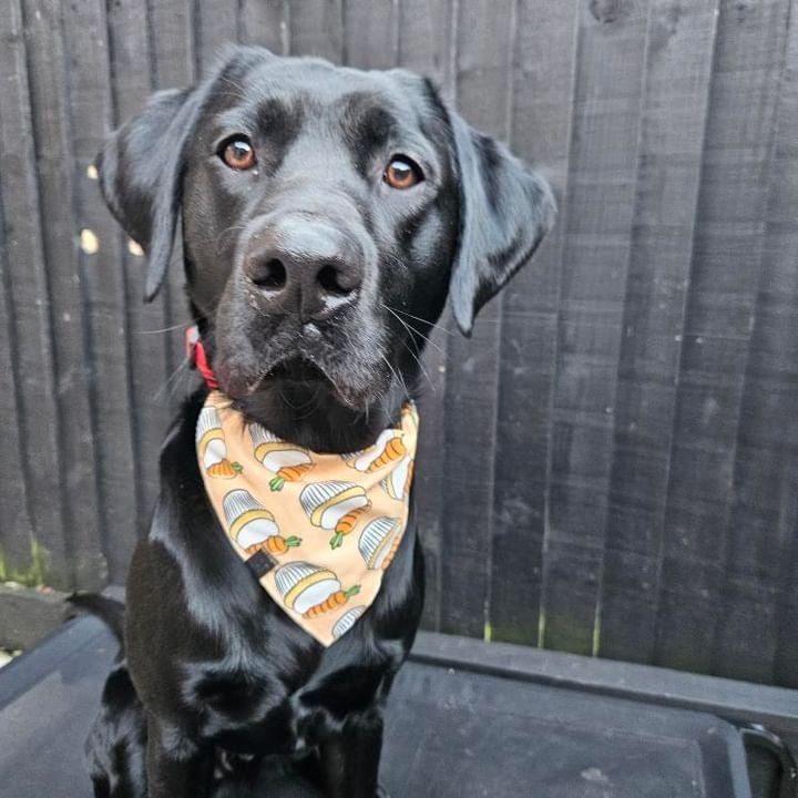 Bandana - Carrot Cake