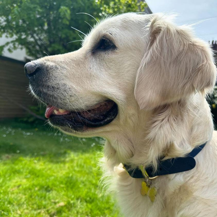 Waterproof Collar - Navy Biothane®