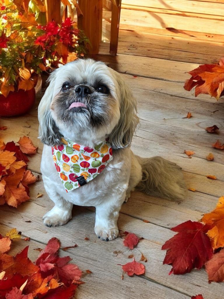Bandana - Pumpkin Pickin'