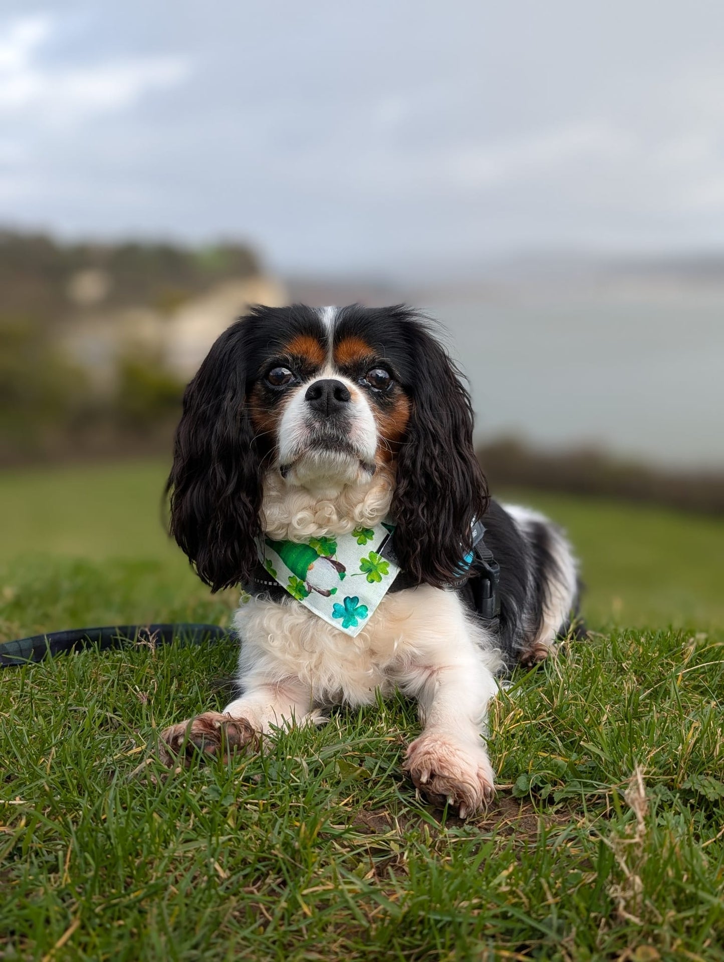 Bandana - St Patrick's Day 'Gonk'