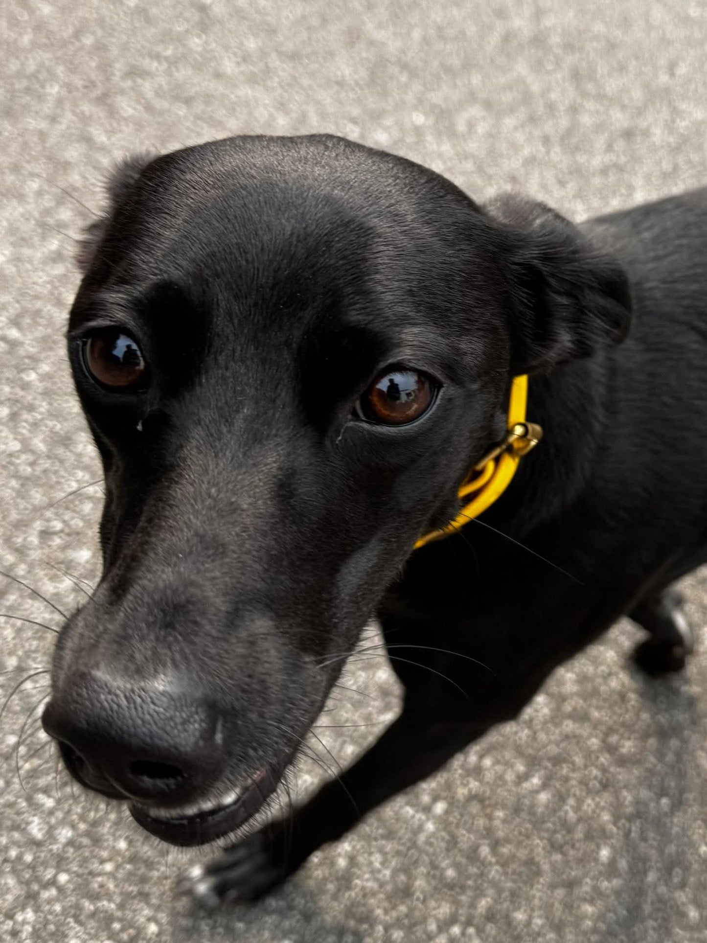 Waterproof Collar - Yellow Biothane®