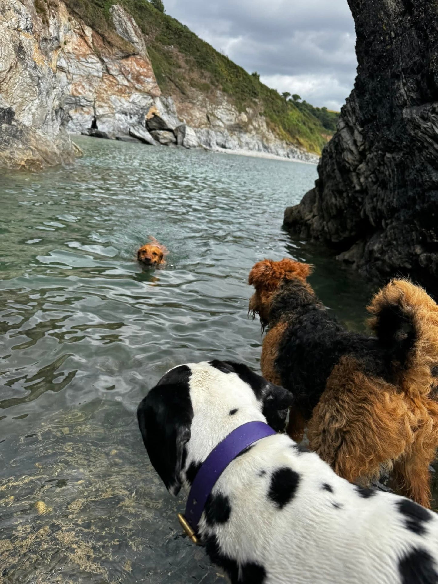 Waterproof Collar - Violet Biothane®