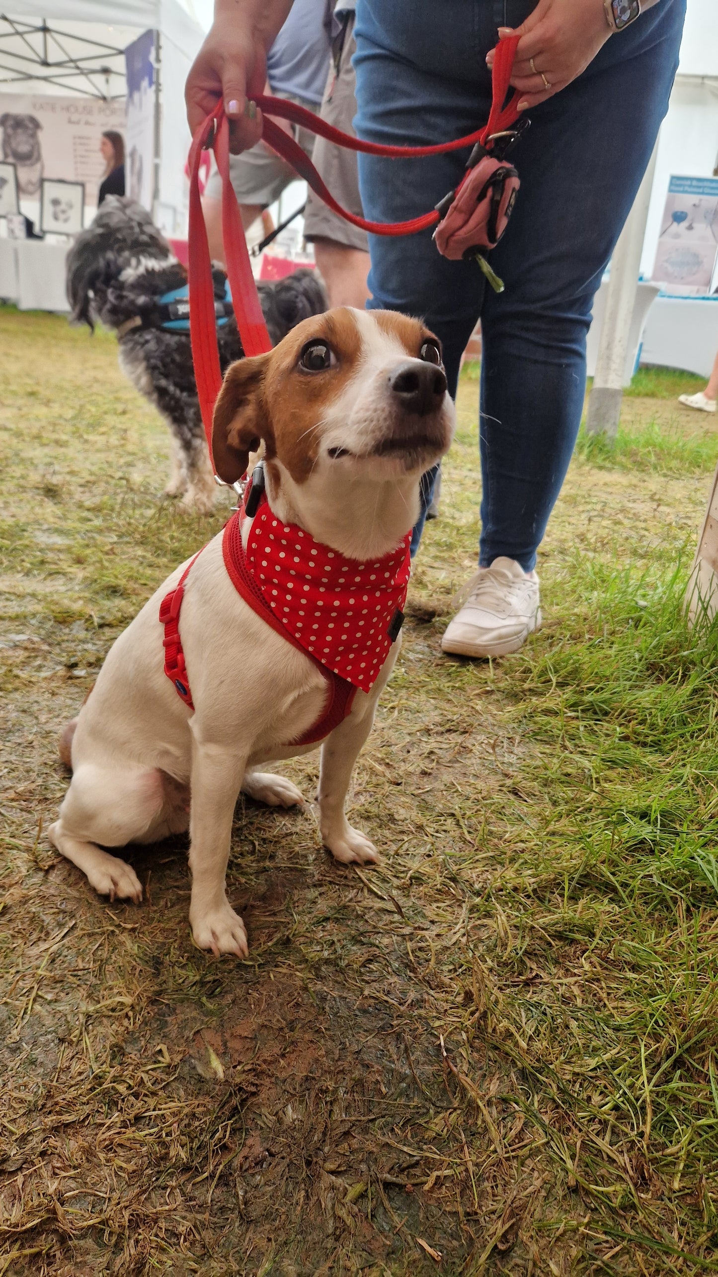 Bandana - Red Polka Dot