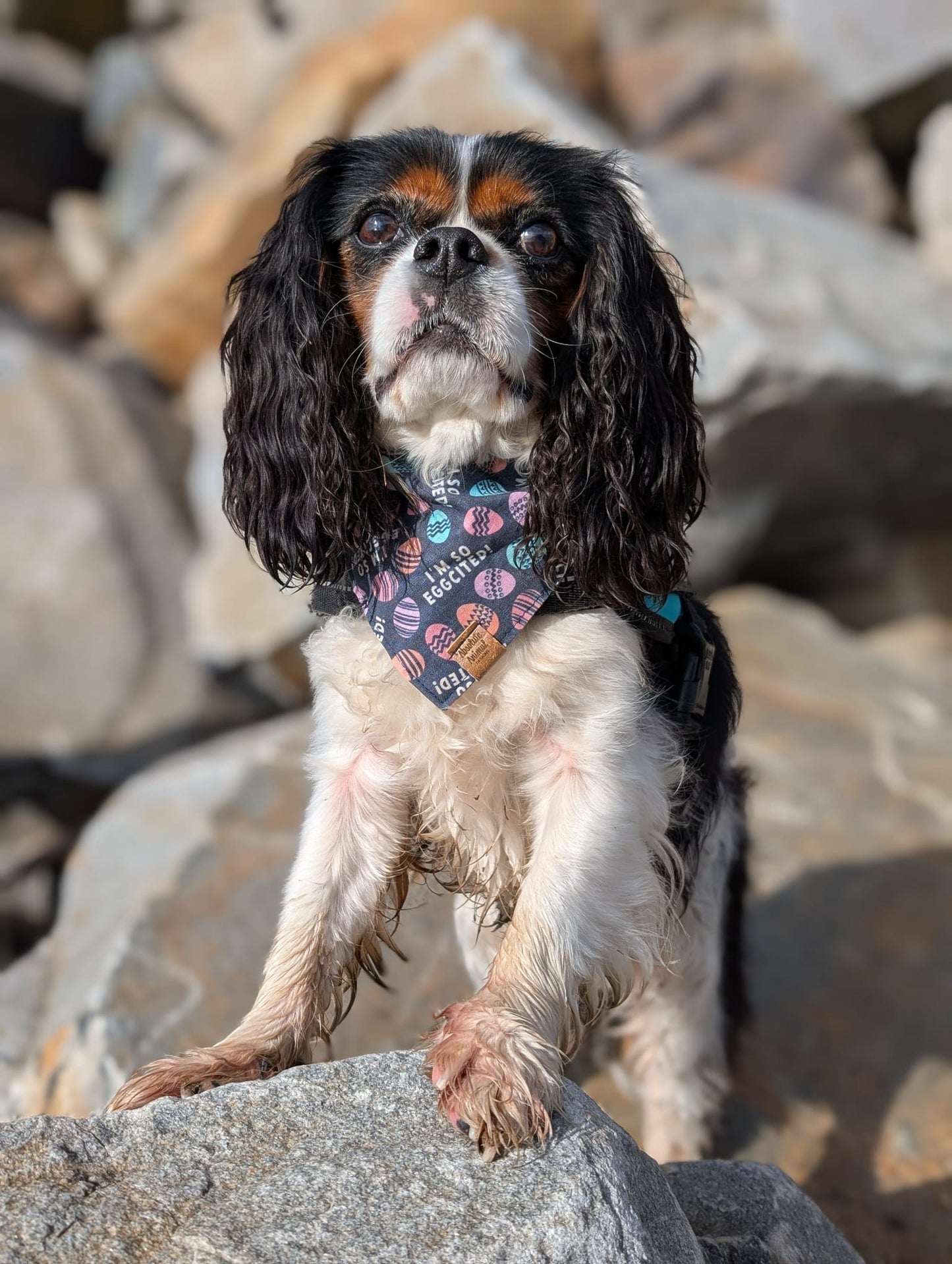 Bandana - I'm so egg-cited!