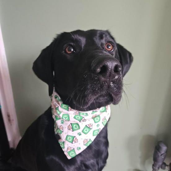 Bandana - St Patrick's Day Pupcup