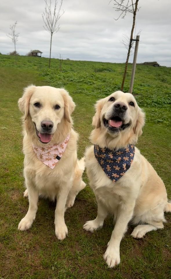 Christmas Bandana - Gingerbread 'Pink'