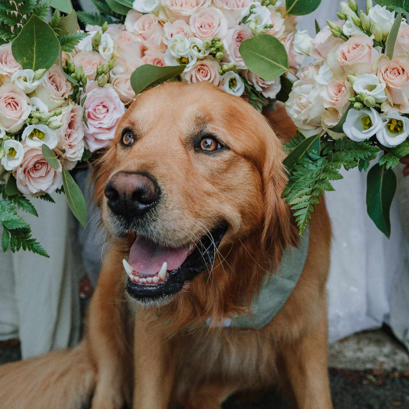 Wedding Dog Tuxedo - Sage Green