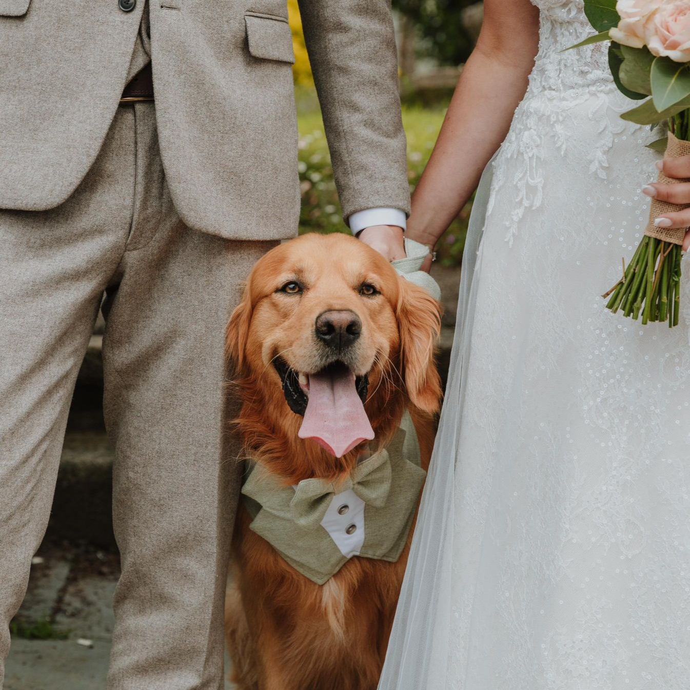 Wedding Dog Tuxedo - Sage Green
