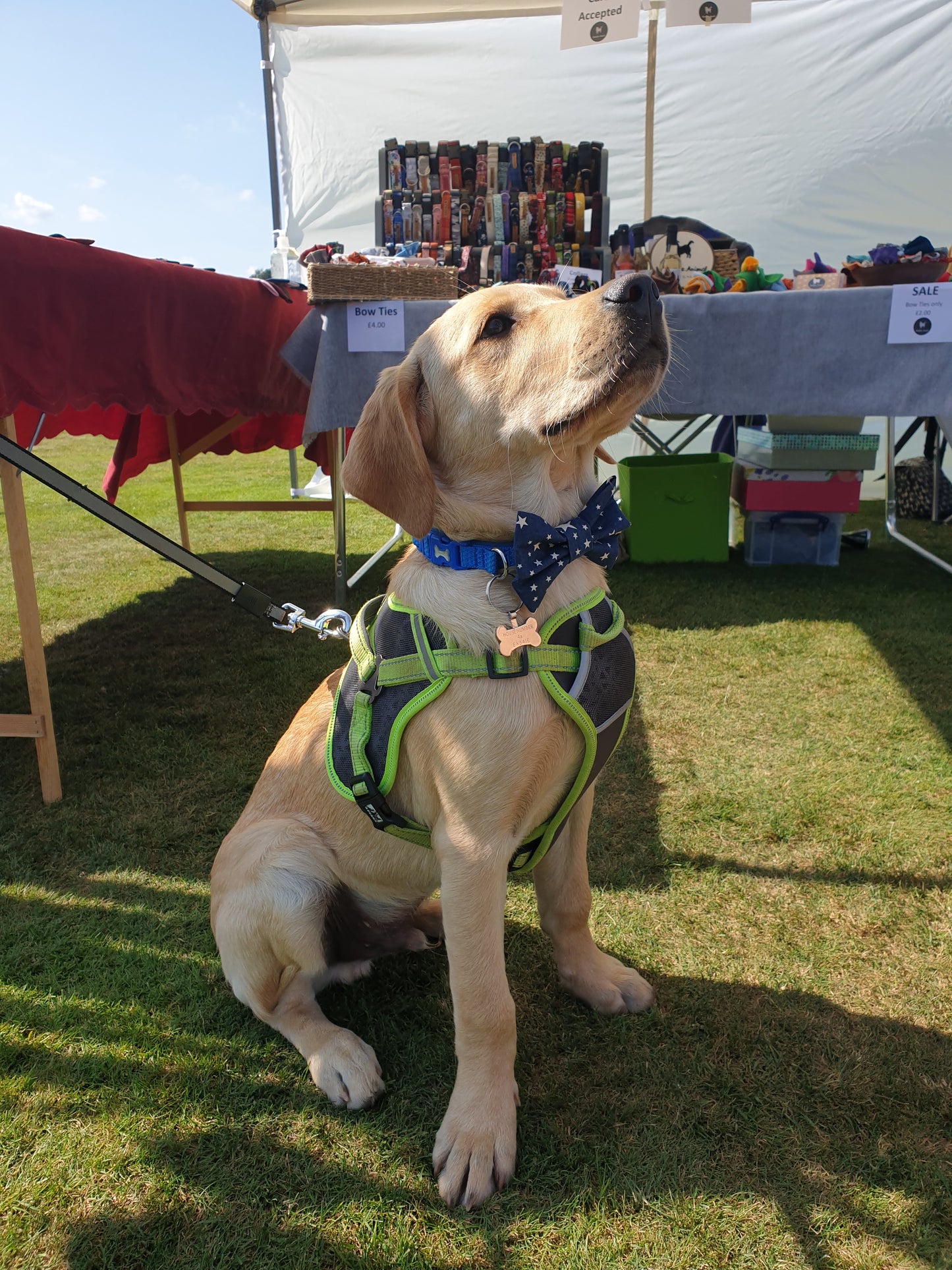 Bow Tie - Midnight Sky