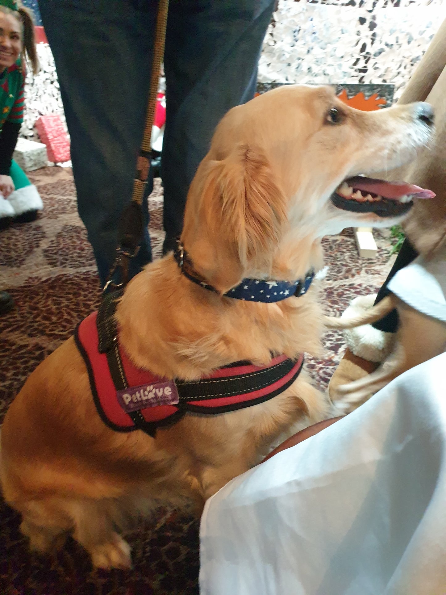 Collar - Midnight Sky