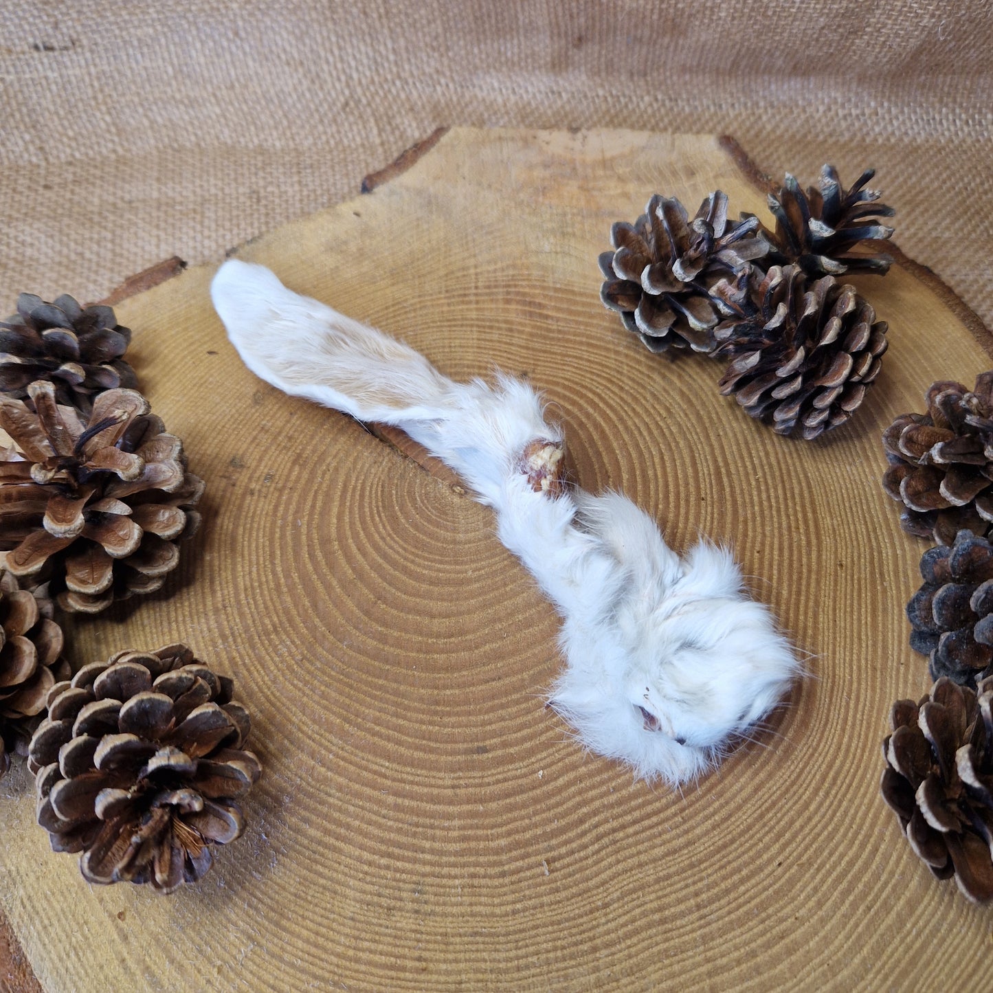 Natural Treat - Hairy Rabbit Ear