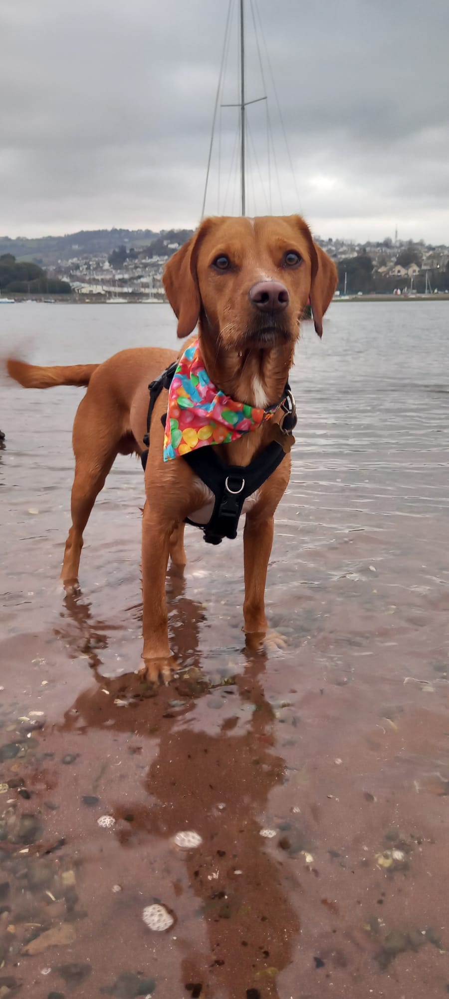 Bandana - Jelly Bean