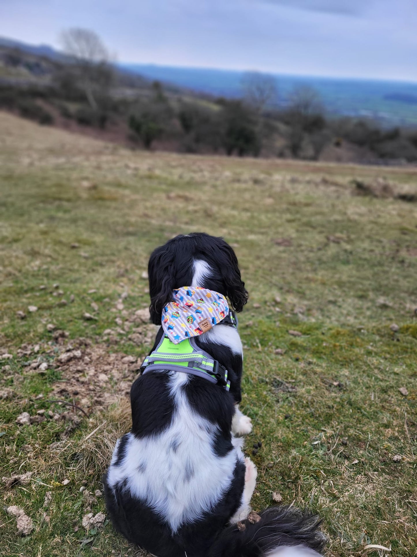 Bandana - Sesame Street