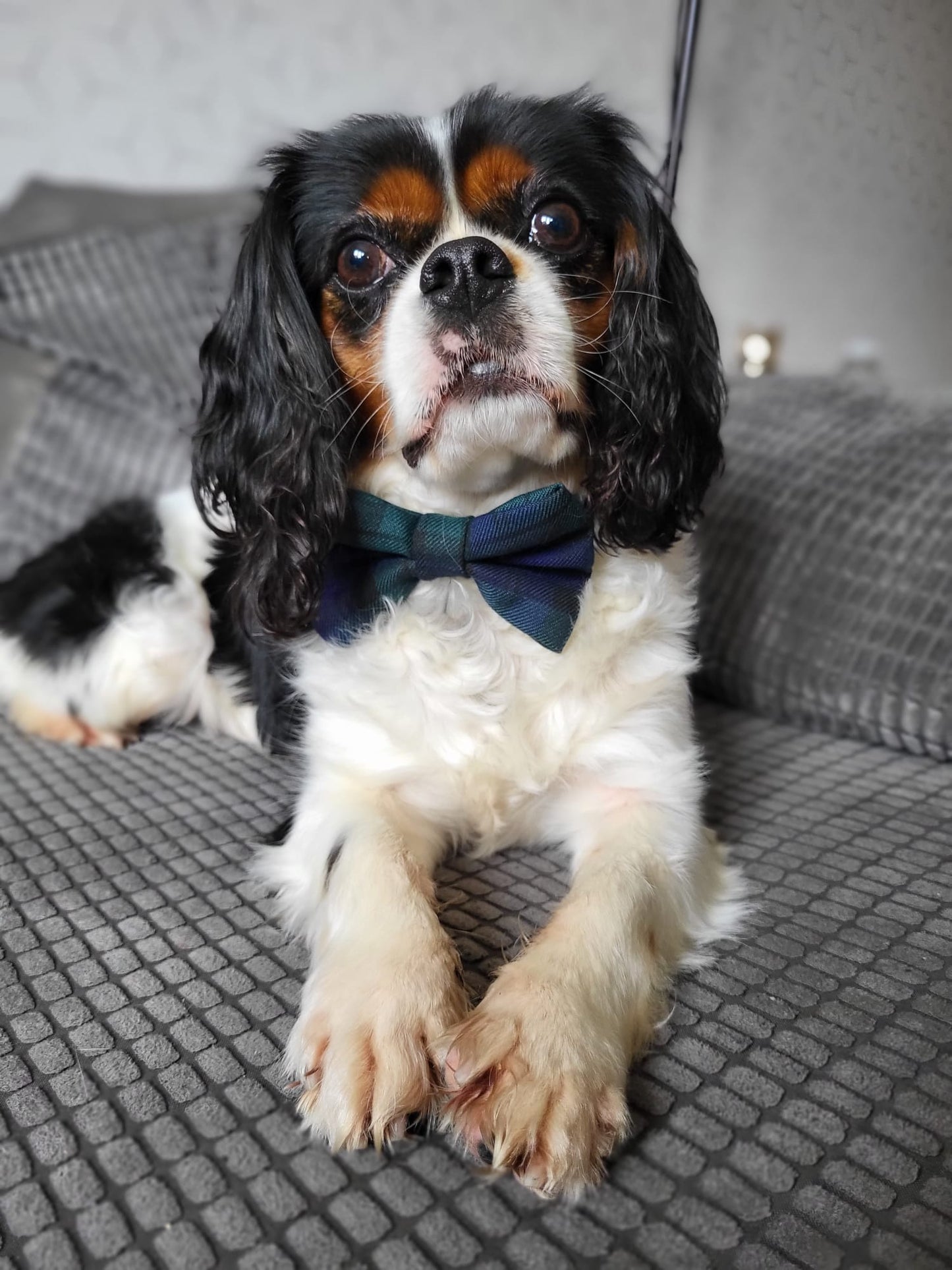 Bow Tie - Navy Green Tartan