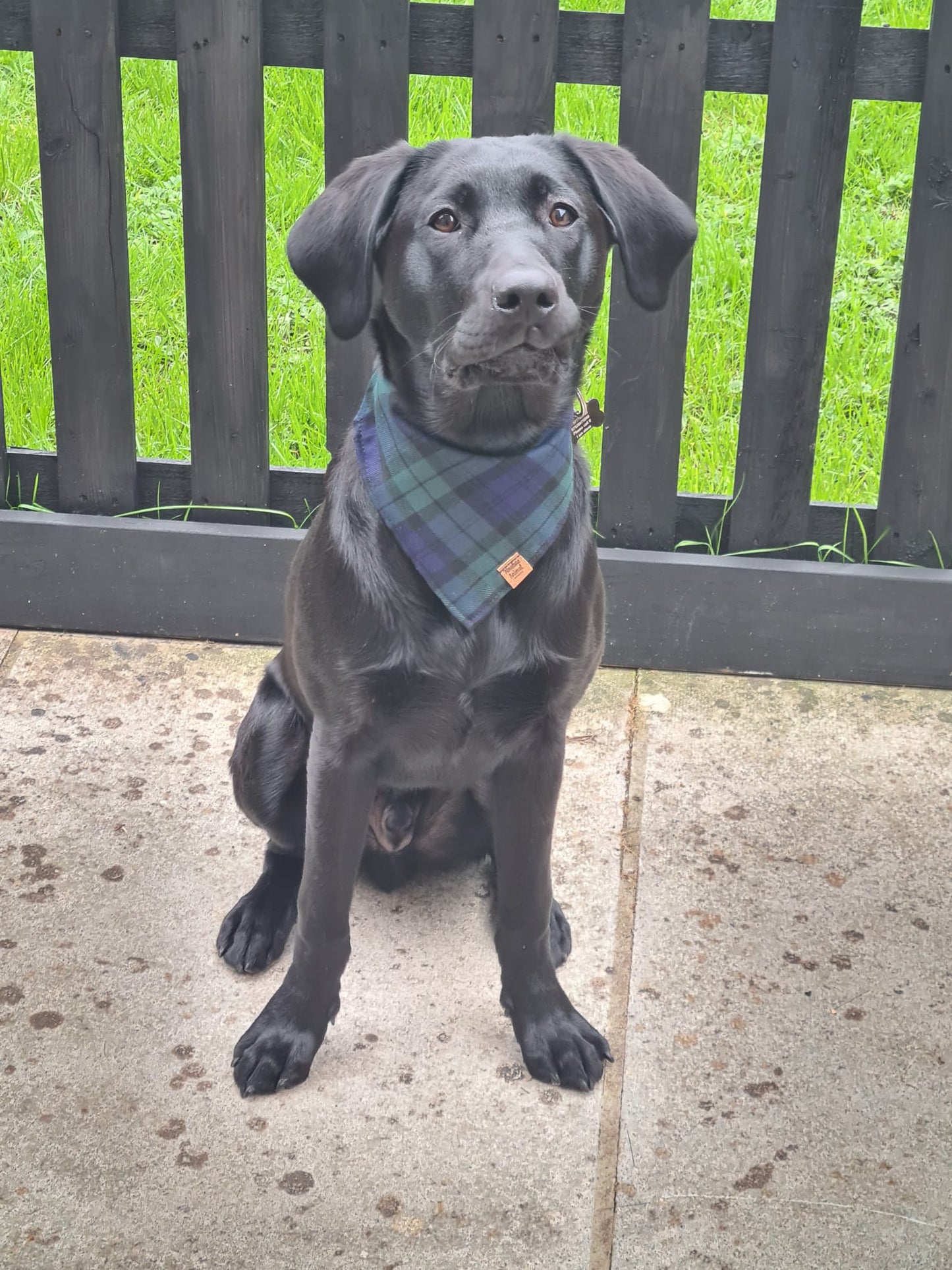 Bandana - Navy Green Tartan