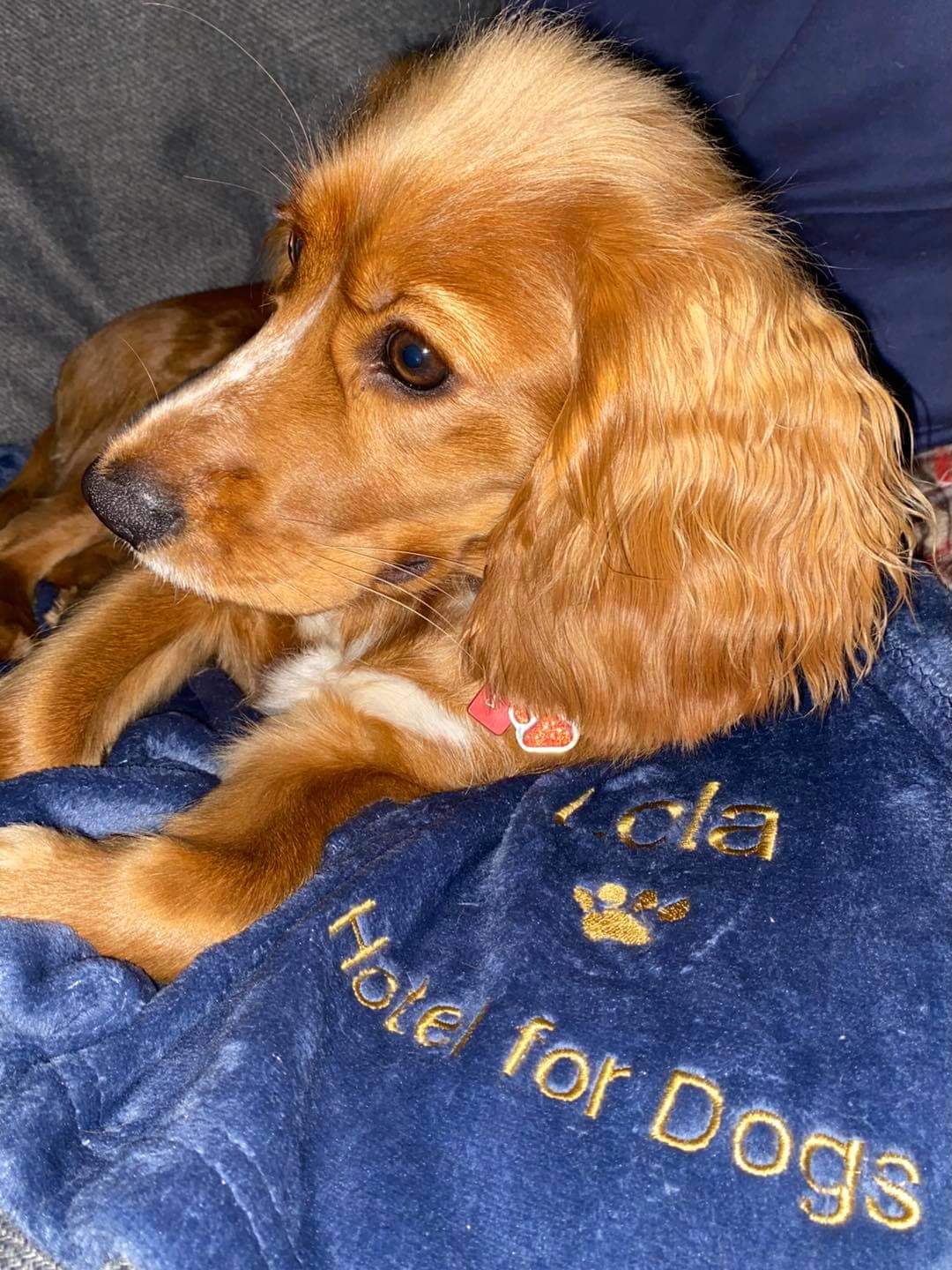 Personalised Blankets
